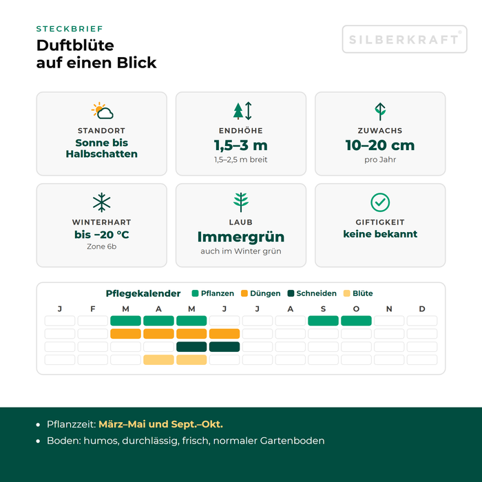 Steckbrief Duftblüte: Standort Sonne bis Halbschatten, Endhöhe 1,5–3 m, Zuwachs 10–20 cm pro Jahr, winterhart bis −20 °C – mit Pflegekalender