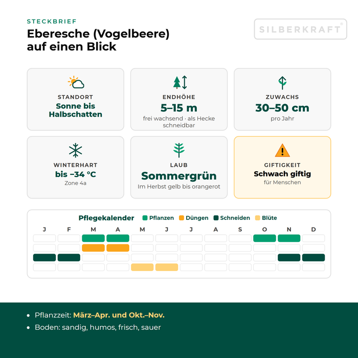 Steckbrief Eberesche (Vogelbeere): Standort Sonne bis Halbschatten, Endhöhe 5–15 m, Zuwachs 30–50 cm pro Jahr, winterhart bis −34 °C – mit Pflegekalender