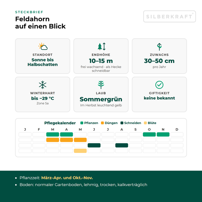 Steckbrief Feldahorn: Standort Sonne bis Halbschatten, Endhöhe 10–15 m, Zuwachs 30–50 cm pro Jahr, winterhart bis −29 °C – mit Pflegekalender