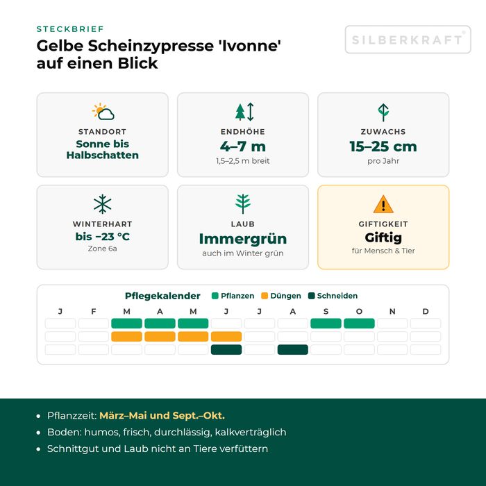Steckbrief Gelbe Scheinzypresse 'Ivonne': Standort Sonne bis Halbschatten, Endhöhe 4–7 m, Zuwachs 15–25 cm pro Jahr, winterhart bis −23 °C – mit Pflegekalender