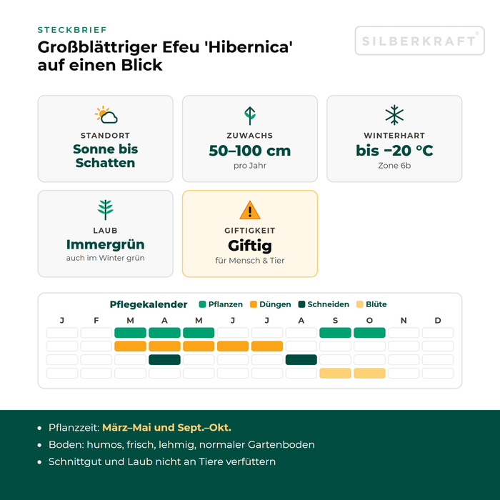Steckbrief Großblättriger Efeu 'Hibernica': Standort Sonne bis Schatten, Zuwachs 50–100 cm pro Jahr, winterhart bis −20 °C – mit Pflegekalender
