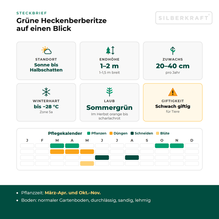 Steckbrief Grüne Heckenberberitze: Standort Sonne bis Halbschatten, Endhöhe 1–2 m, Zuwachs 20–40 cm pro Jahr, winterhart bis −28 °C – mit Pflegekalender