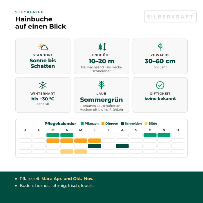 Steckbrief Hainbuche: Standort Sonne bis Schatten, Endhöhe 10–20 m, Zuwachs 30–60 cm pro Jahr, winterhart bis −30 °C – mit Pflegekalender