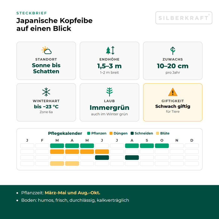 Steckbrief Japanische Kopfeibe: Standort Sonne bis Schatten, Endhöhe 1,5–3 m, Zuwachs 10–20 cm pro Jahr, winterhart bis −23 °C – mit Pflegekalender