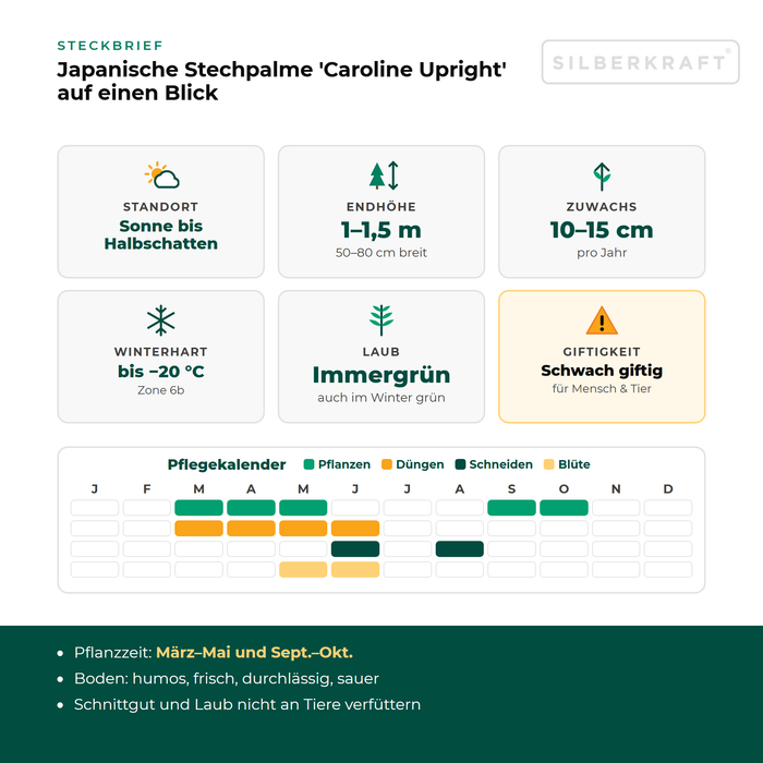 Steckbrief Japanische Stechpalme 'Caroline Upright': Standort Sonne bis Halbschatten, Endhöhe 1–1,5 m, Zuwachs 10–15 cm pro Jahr, winterhart bis −20 °C – mit Pflegekalender