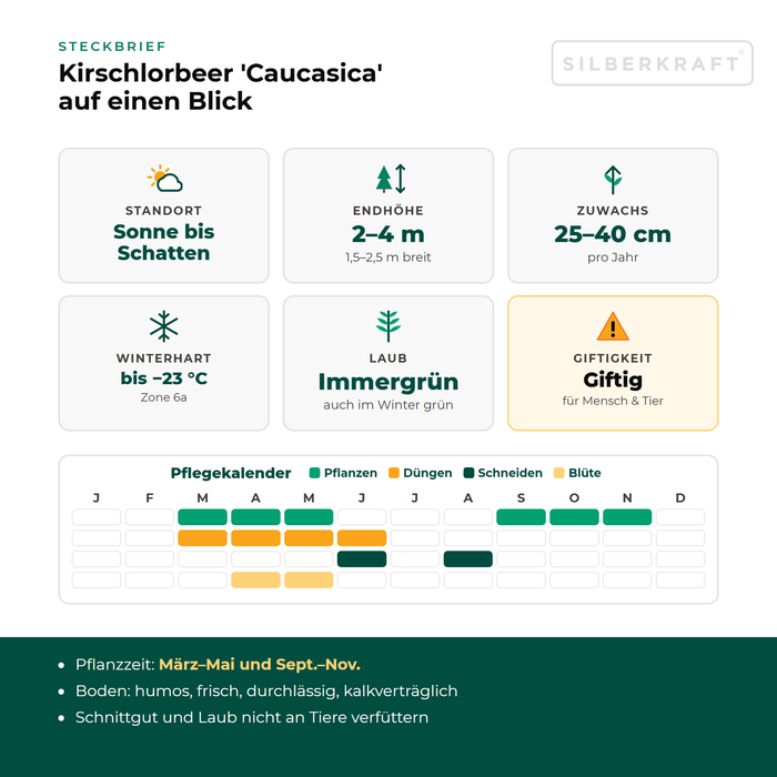 Steckbrief Kirschlorbeer 'Caucasica': Standort Sonne bis Schatten, Endhöhe 2–4 m, Zuwachs 25–40 cm pro Jahr, winterhart bis −23 °C – mit Pflegekalender