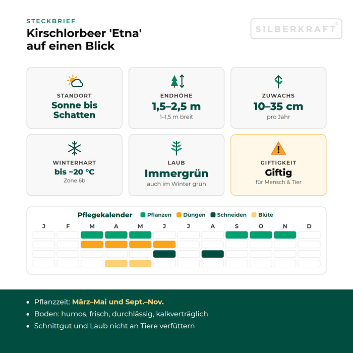 Steckbrief Kirschlorbeer 'Etna': Standort Sonne bis Schatten, Endhöhe 1,5–2,5 m, Zuwachs 10–35 cm pro Jahr, winterhart bis −20 °C – mit Pflegekalender