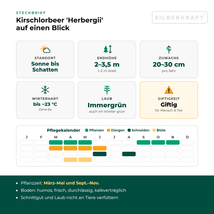 Steckbrief Kirschlorbeer 'Herbergii': Standort Sonne bis Schatten, Endhöhe 2–3,5 m, Zuwachs 20–30 cm pro Jahr, winterhart bis −23 °C – mit Pflegekalender