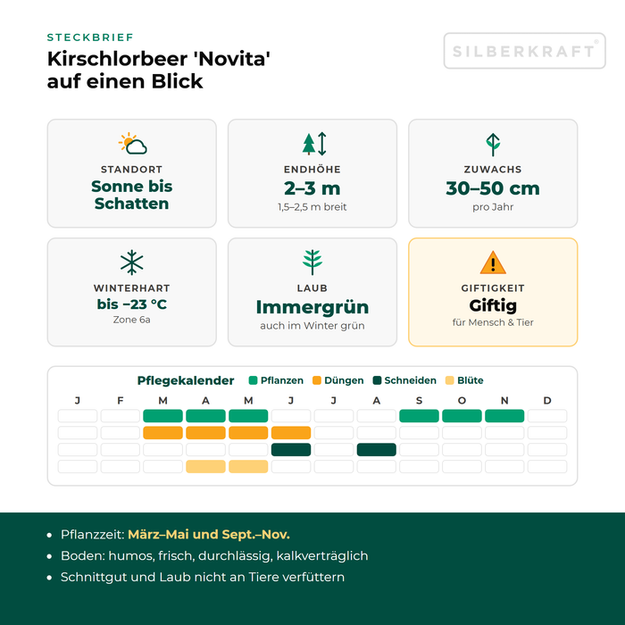 Steckbrief Kirschlorbeer 'Novita': Standort Sonne bis Schatten, Endhöhe 2–3 m, Zuwachs 30–50 cm pro Jahr, winterhart bis −23 °C – mit Pflegekalender