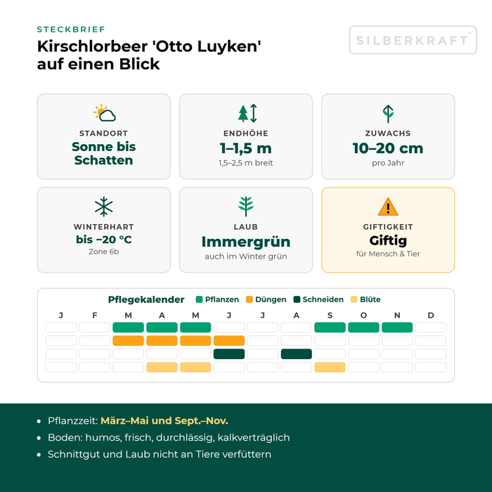 Steckbrief Kirschlorbeer 'Otto Luyken': Standort Sonne bis Schatten, Endhöhe 1–1,5 m, Zuwachs 10–20 cm pro Jahr, winterhart bis −20 °C – mit Pflegekalender