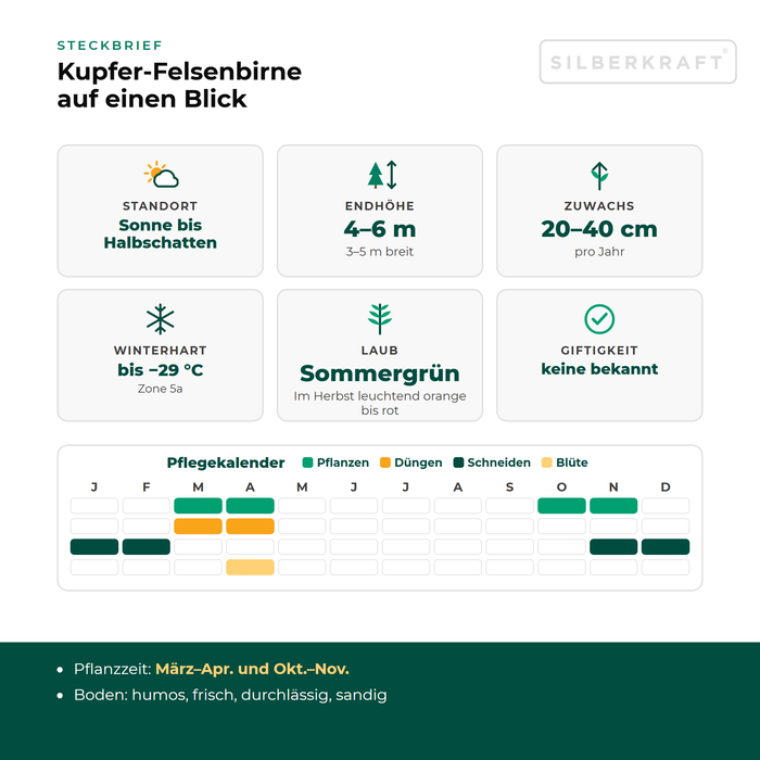 Steckbrief Kupfer-Felsenbirne: Standort Sonne bis Halbschatten, Endhöhe 4–6 m, Zuwachs 20–40 cm pro Jahr, winterhart bis −29 °C – mit Pflegekalender