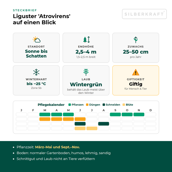 Steckbrief Liguster 'Atrovirens': Standort Sonne bis Schatten, Endhöhe 2,5–4 m, Zuwachs 25–50 cm pro Jahr, winterhart bis −25 °C – mit Pflegekalender