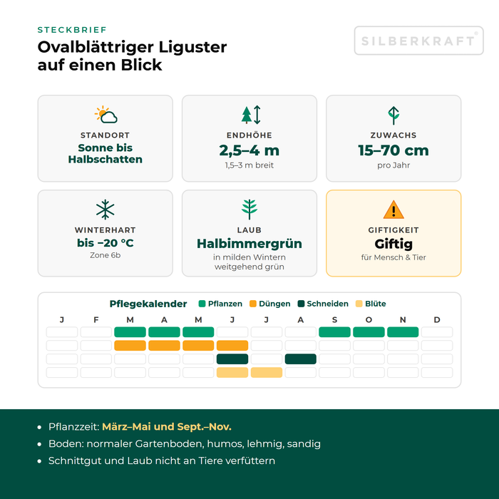 Steckbrief Ovalblättriger Liguster: Standort Sonne bis Halbschatten, Endhöhe 2,5–4 m, Zuwachs 15–70 cm pro Jahr, winterhart bis −20 °C – mit Pflegekalender