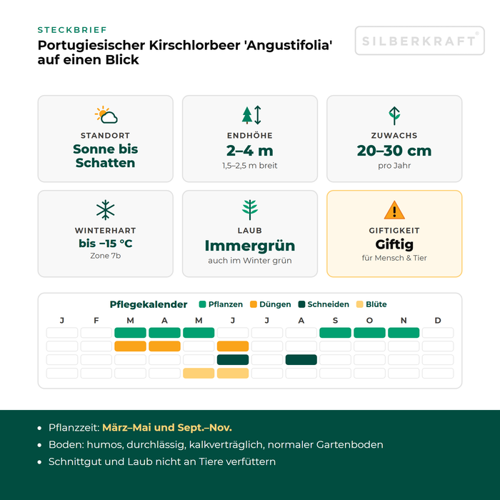 Steckbrief Portugiesischer Kirschlorbeer 'Angustifolia': Standort Sonne bis Schatten, Endhöhe 2–4 m, Zuwachs 20–30 cm pro Jahr, winterhart bis −15 °C – mit Pflegekalender