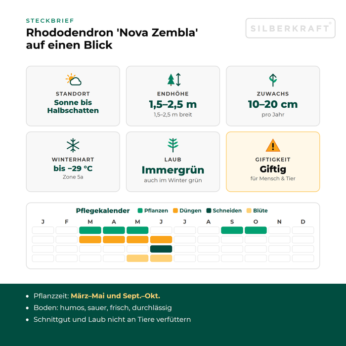 Steckbrief Rhododendron 'Nova Zembla': Standort Sonne bis Halbschatten, Endhöhe 1,5–2,5 m, Zuwachs 10–20 cm pro Jahr, winterhart bis −29 °C – mit Pflegekalender