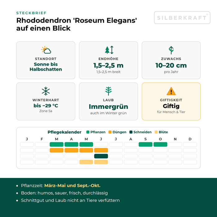 Steckbrief Rhododendron 'Roseum Elegans': Standort Sonne bis Halbschatten, Endhöhe 1,5–2,5 m, Zuwachs 10–20 cm pro Jahr, winterhart bis −29 °C – mit Pflegekalender
