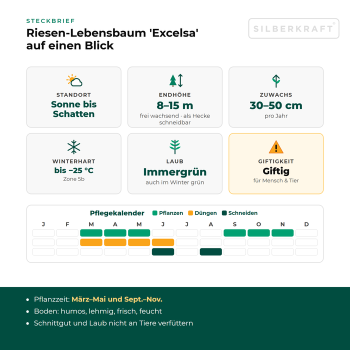 Steckbrief Riesen-Lebensbaum 'Excelsa': Standort Sonne bis Schatten, Endhöhe 8–15 m, Zuwachs 30–50 cm pro Jahr, winterhart bis −25 °C – mit Pflegekalender