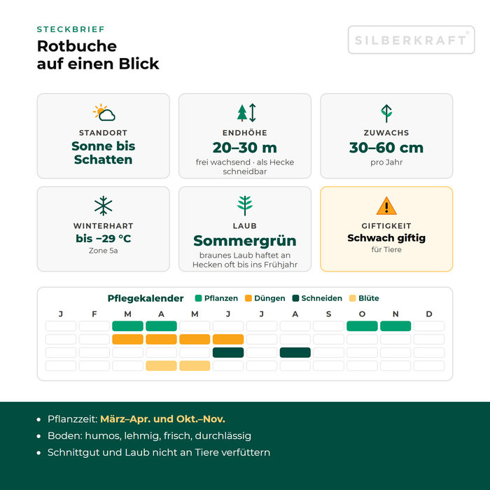 Steckbrief Rotbuche: Standort Sonne bis Schatten, Endhöhe 20–30 m, Zuwachs 30–60 cm pro Jahr, winterhart bis −29 °C – mit Pflegekalender