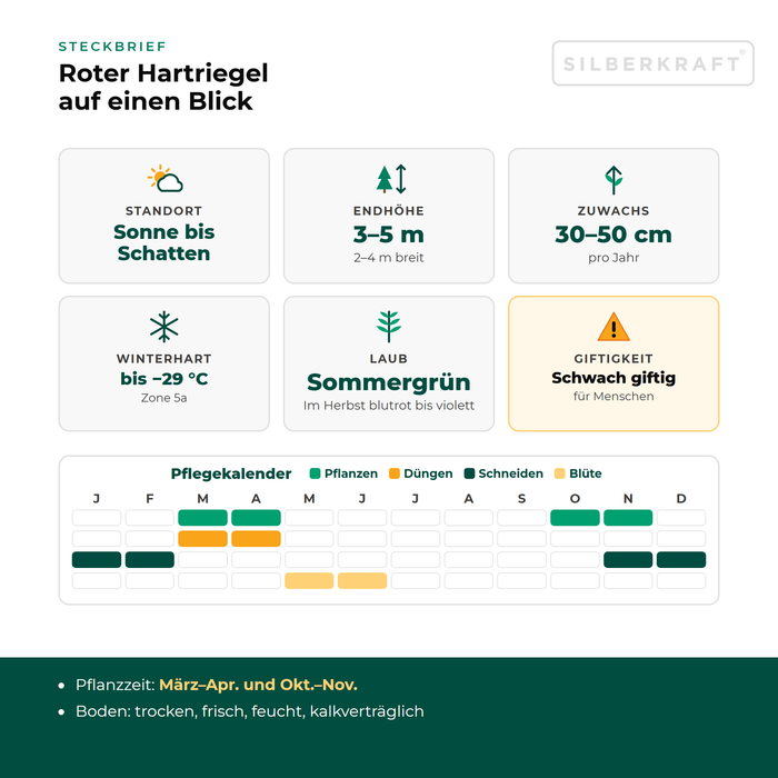 Steckbrief Roter Hartriegel: Standort Sonne bis Schatten, Endhöhe 3–5 m, Zuwachs 30–50 cm pro Jahr, winterhart bis −29 °C – mit Pflegekalender