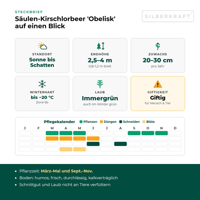 Steckbrief Säulen-Kirschlorbeer 'Obelisk': Standort Sonne bis Schatten, Endhöhe 2,5–4 m, Zuwachs 20–30 cm pro Jahr, winterhart bis −20 °C – mit Pflegekalender