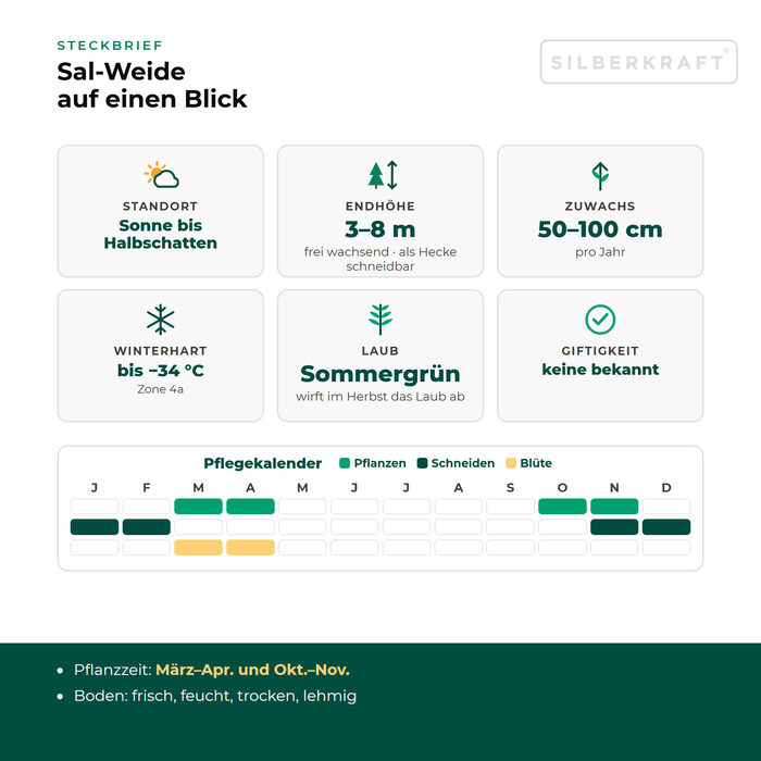 Steckbrief Sal-Weide: Standort Sonne bis Halbschatten, Endhöhe 3–8 m, Zuwachs 50–100 cm pro Jahr, winterhart bis −34 °C – mit Pflegekalender