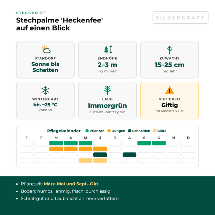 Steckbrief Stechpalme 'Heckenfee': Standort Sonne bis Schatten, Endhöhe 2–3 m, Zuwachs 15–25 cm pro Jahr, winterhart bis −25 °C – mit Pflegekalender