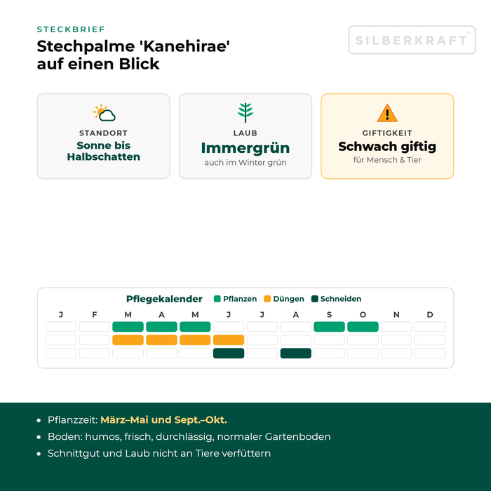 Steckbrief Stechpalme 'Kanehirae': Standort Sonne bis Halbschatten – mit Pflegekalender