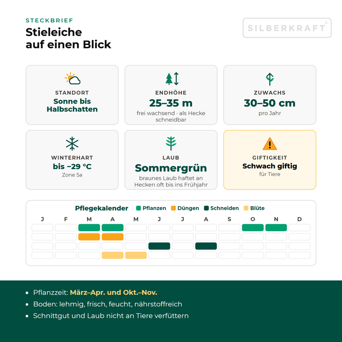 Steckbrief Stieleiche: Standort Sonne bis Halbschatten, Endhöhe 25–35 m, Zuwachs 30–50 cm pro Jahr, winterhart bis −29 °C – mit Pflegekalender