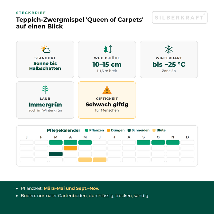 Steckbrief Teppich-Zwergmispel 'Queen of Carpets': Standort Sonne bis Halbschatten, Wuchshöhe 10–15 cm, winterhart bis −25 °C – mit Pflegekalender