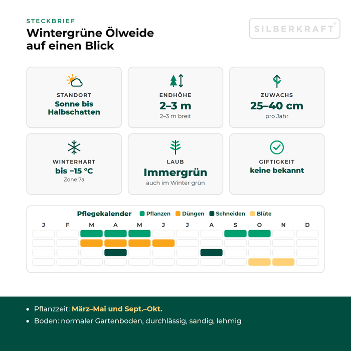 Steckbrief Wintergrüne Ölweide: Standort Sonne bis Halbschatten, Endhöhe 2–3 m, Zuwachs 25–40 cm pro Jahr, winterhart bis −15 °C – mit Pflegekalender