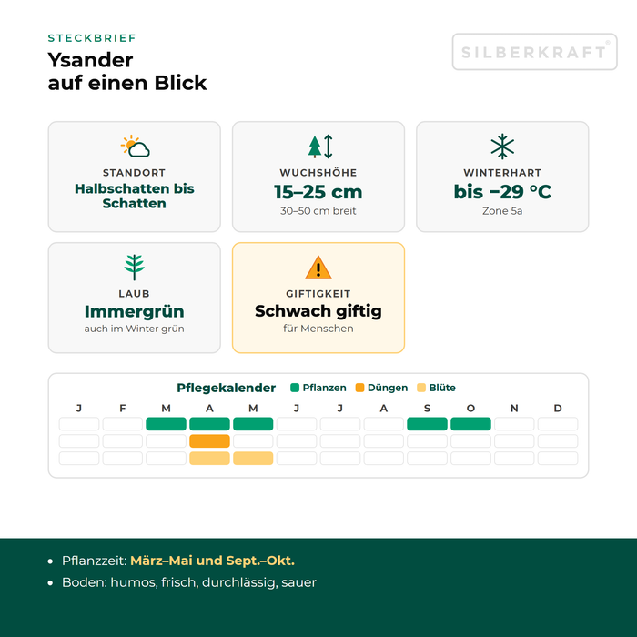 Steckbrief Ysander: Standort Halbschatten bis Schatten, Wuchshöhe 15–25 cm, winterhart bis −29 °C – mit Pflegekalender