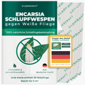 Schlupfwespen gegen Weiße Fliegen