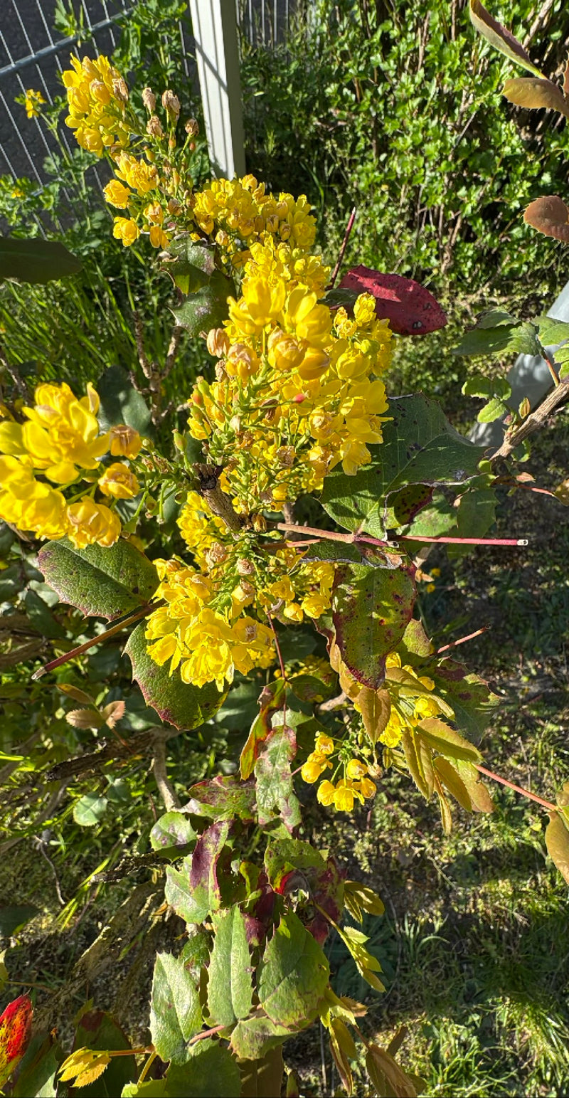 Mahonie — Bild 1