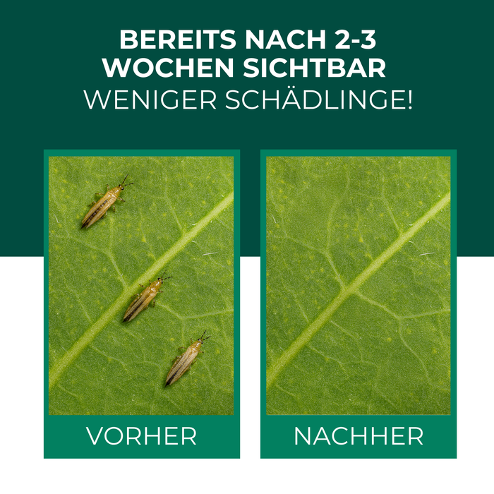 Vorher-Nachher-Vergleich: Blatt mit Thripsen-Befall und gesundes Blatt nach dem Einsatz der Raubmilben