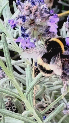 Dunkle Erdhummel - Stutensee, Baden-Württemberg, Deutschland