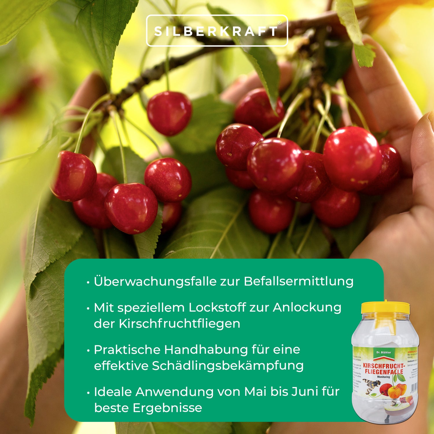 Kirschfruchtfliegenfalle Nachfüllpack: Wirksame Monitoring-Lösung für Obstbäume - Silberkraft