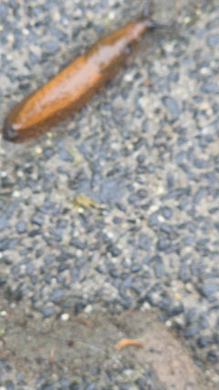 Spanische Wegschnecke