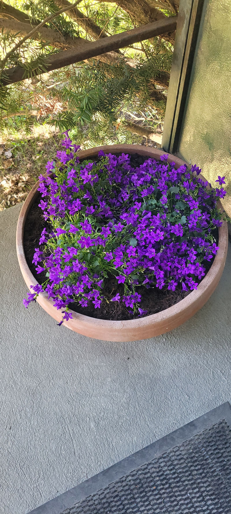 Polster-Glockenblume — Bild 4