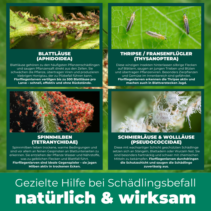Florfliegenlarven gegen Blattläuse, Spinnmilben, Thripse, weiße Fliegen - Silberkraft