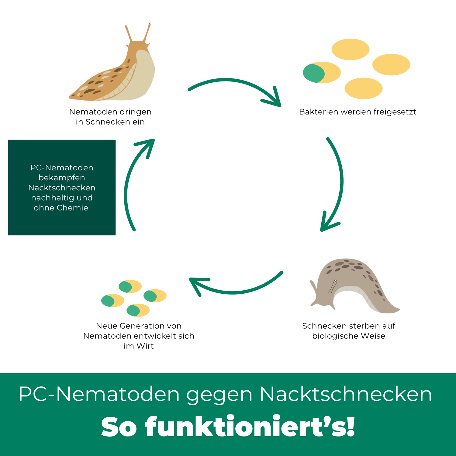 PC Nematoden gegen Nacktschnecken und Schnecken - Silberkraft