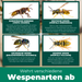 Silberkraft Wespenspray – wirksam gegen verschiedene Wespenarten wie Deutsche Wespe, Gemeine Wespe, Sächsische Wespe und Europäische Hornisse.