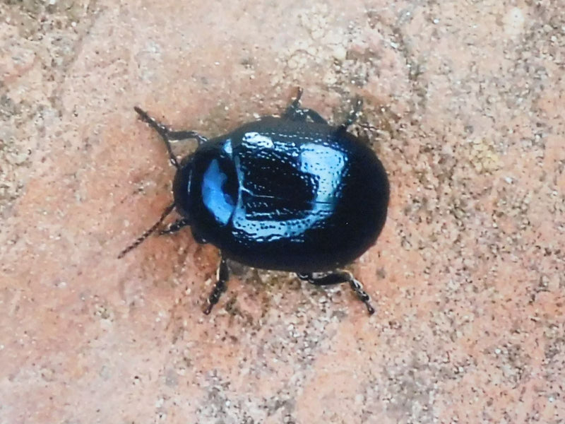 Himmelblauer Blattkäfer — Bild 2