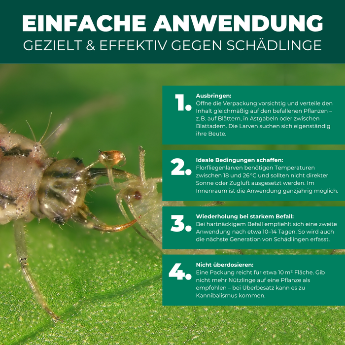 Florfliegenlarven gegen Blattläuse, Spinnmilben, Thripse, weiße Fliegen - Silberkraft