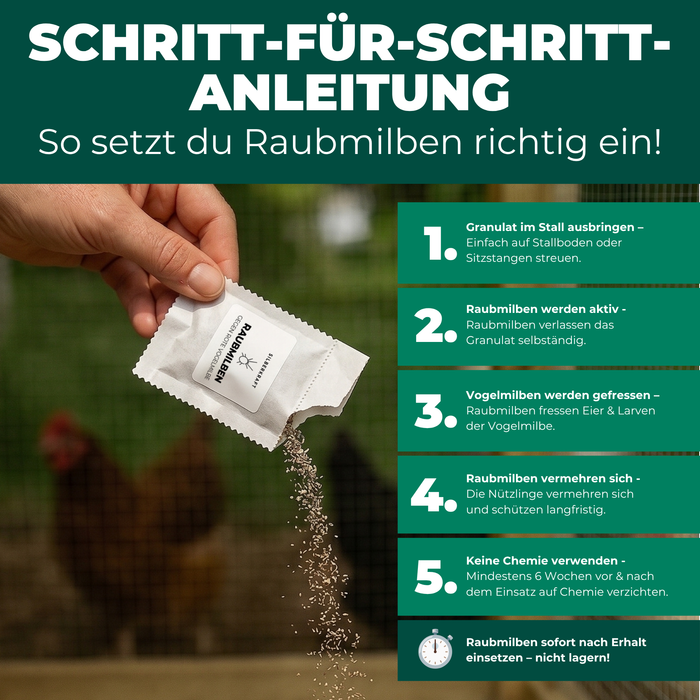 Schritt-für-Schritt-Anleitung zur Anwendung der Raubmilben im Hühnerstall gegen Rote Vogelmilbe