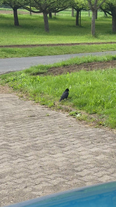 Saatkrähe (Corvus frugilegus) – Video