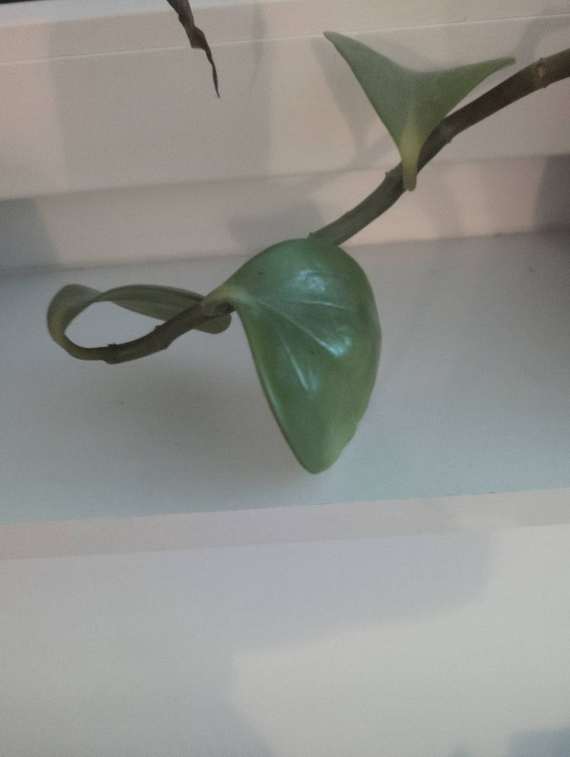 Wachsblume — Bild 5