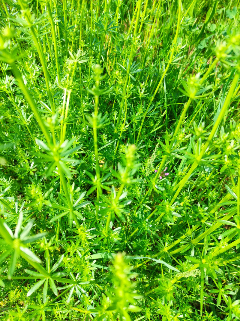 Kletten-Labkraut — Bild 2