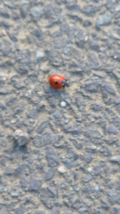 Siebenpunkt-Marienkäfer auf Asphalt
