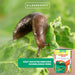 Clevere Schneckenfalle für einen schönen, ungestörten Garten - Silberkraft