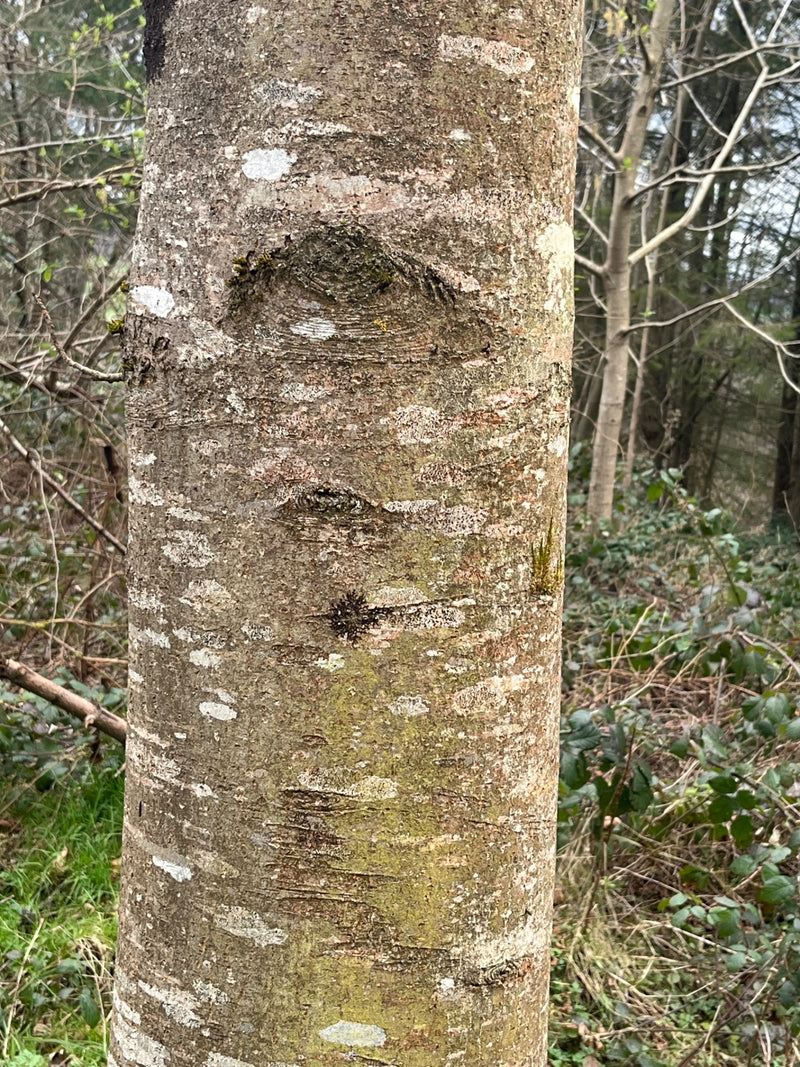 Grau-Erle — Bild 2